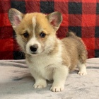 Prodm okovan tata Pembroke Welsh Corgi.