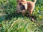 Shar Pei tata