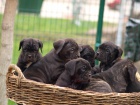 Cane Corso tata