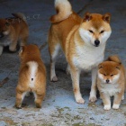 Prodm roztomil ttka shiba inu