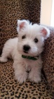 Prodm tata West Highland White Terriers