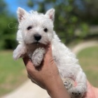 Prodm okovan a oderven mini ttka West Highland White Terriers