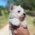 Prodm okovan a oderven mini ttka West Highland White Terriers