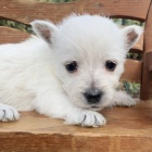 Prodm tata West Highland White Terriers