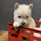 Prodm tata West Highland White Terriers