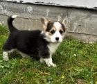 Pembroke Welsh Corgi tata