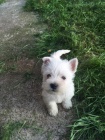 Prodm mini tata West Highland White Terriers