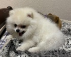 pomeranian MINI tn