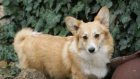 Pembroke Welsh Corgi