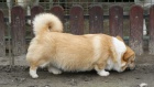 Pembroke Welsh Corgi