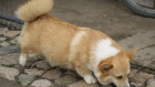 Pembroke Welsh Corgi