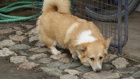 Pembroke Welsh Corgi