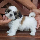 Prodm tata Shih Tzu