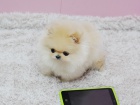 Nmeck pic trpasli (pomeranian) - tnata s pp