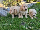 Goldendoodle tata na prodej