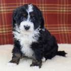 Bernedoodle tata k adopci.