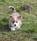 Pembroke Welsh Corgi tata