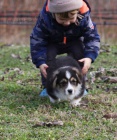 Pembroke Welsh Corgi tata