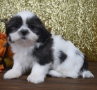 Prodm mini rozkon okovan tata SHIH TZU