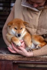 Japonsk Shiba Inu