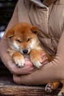 Japonsk Shiba Inu