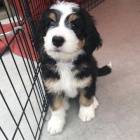 Bernedoodle tata k adopci