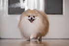 Vysoce kvalitn tata pomeranian