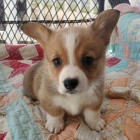 krsn a andlsk tata Pembroke Welsh Corgi na prodej.