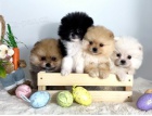 Pomeranian (BOO), istokrevn, trpaslk (hraka)