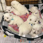 Prodm mini tata West Highland White Terriers