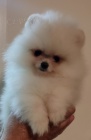 MINI pomeranian tata