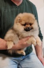 pomeranian tata TOP kvalita