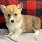 Prodm tata Pembroke Welsh Corgi.