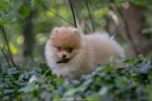 POMERANIAN BOO TATA