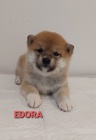 Shiba Inu tata