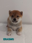 Shiba Inu tata