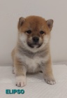 Shiba Inu tata