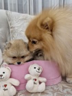 Pomeranian BOO tata