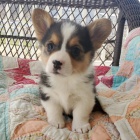 Prodm tata Pembroke Welsh Corgi.