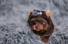 Yorkshire terrier s PP (rodokmeny)