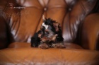 Yorkshire terrier s PP (rodokmeny)