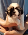 Shih Tzu tata na prodej