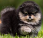 Pomeranian Spitz  puppies