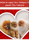 Pomeranian Spitz  puppies