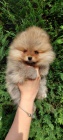 Pomeranian tata BOO istokrevn