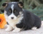 tata Pembroke Welsh Corgi