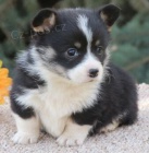 tata Pembroke Welsh Corgi