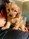 Prodm tata Cavapoo.