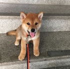 Prodm rozkon miminka tata shiba inu