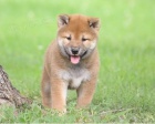 shiba inu